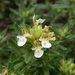 Mountain Germander - Photo (c) MurielBendel, some rights reserved (CC BY-SA)