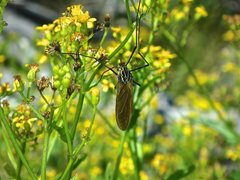 Clytocosmus edwardsi