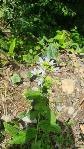 Image of Campanula lactiflora by (c) Tatiana Strus, some rights reserved (CC BY)