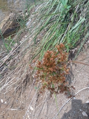 Cladium mariscus jamaicense