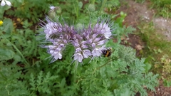 Phacelia tanacetifolia