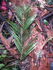 Dypsis psammophila
