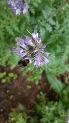 Phacelia tanacetifolia