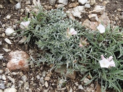 Convolvulus calvertii ruprechtii