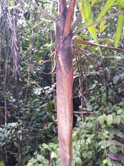 Dypsis boiviniana