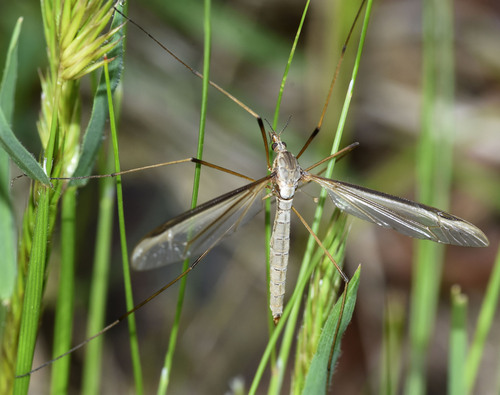 Marsh Crane Fly, photo 7 of 7
