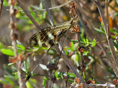 Nemoptera bipennis