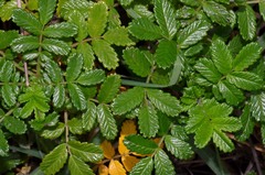 Acaena pallida
