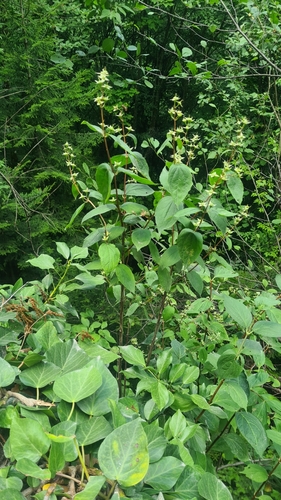 kukučina európska (Cuscuta europaea)