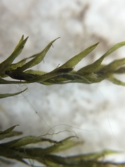 Fontinalis dalecarlica