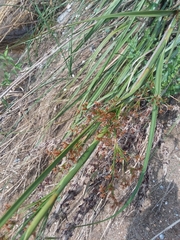 Cladium mariscus jamaicense