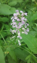 Iodanthus pinnatifidus