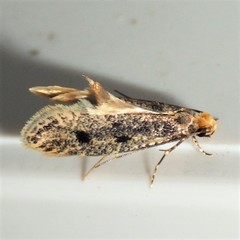 Niditinea fuscella