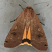 Yellow Underwings - Photo (c) Donna, some rights reserved (CC BY-NC), uploaded by Donna