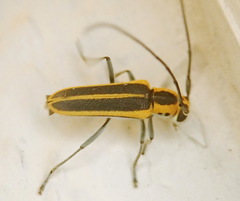 Saperda lateralis