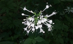 Valeriana pauciflora