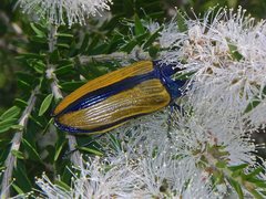 Temognatha suturalis