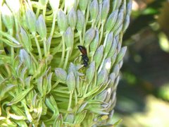 Hylaeus littleri