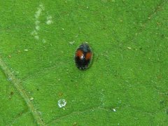 Diomus notescens