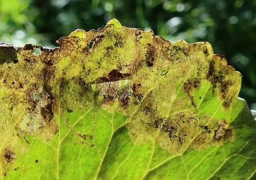 Phytomyza calthivora