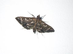Ischnurges illustralis
