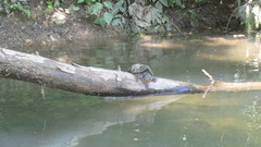 Sternotherus peltifer