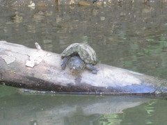 Sternotherus peltifer