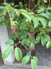 Stauntonia hexaphylla