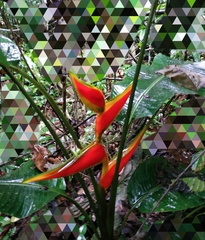 Heliconiaceae