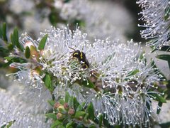Hylaeus euxanthus
