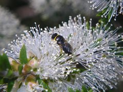 Hylaeus euxanthus