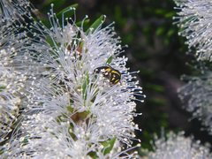 Hylaeus euxanthus