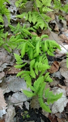 Gymnocarpium dryopteris