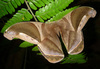 Rhescyntis hippodamia - Photo (c) gailhampshire, algunos derechos reservados (CC BY)