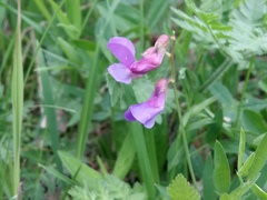 Lathyrus cyaneus