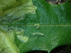 Stegommata sulfuratella