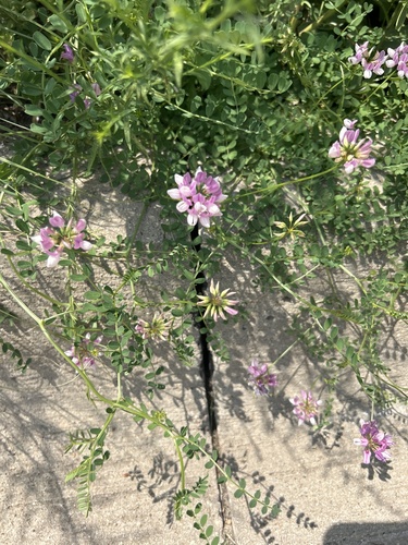 Coronilla varia