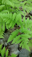 Gymnocarpium dryopteris