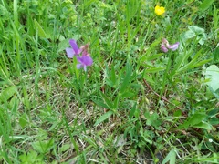 Lathyrus cyaneus