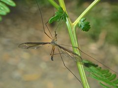 Leptotarsus mastersi