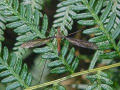 Leptotarsus mastersi