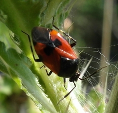 Deraeocoris rutilus