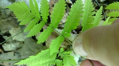 Gymnocarpium dryopteris