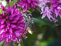 Megachile chrysopyga