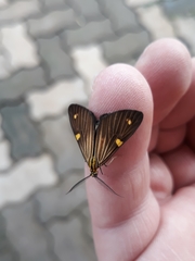 Phaeochlaena lampra