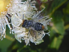 Megachile chrysopyga
