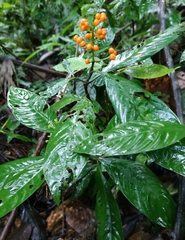 Palicourea racemosa