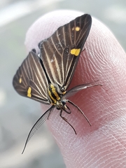Phaeochlaena lampra