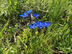 Gentiana bavarica bavarica