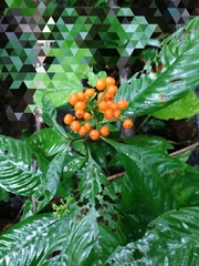 Palicourea racemosa